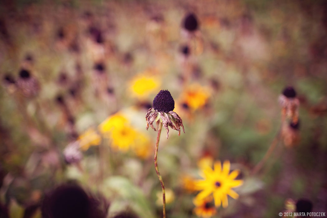 Autumn - flower