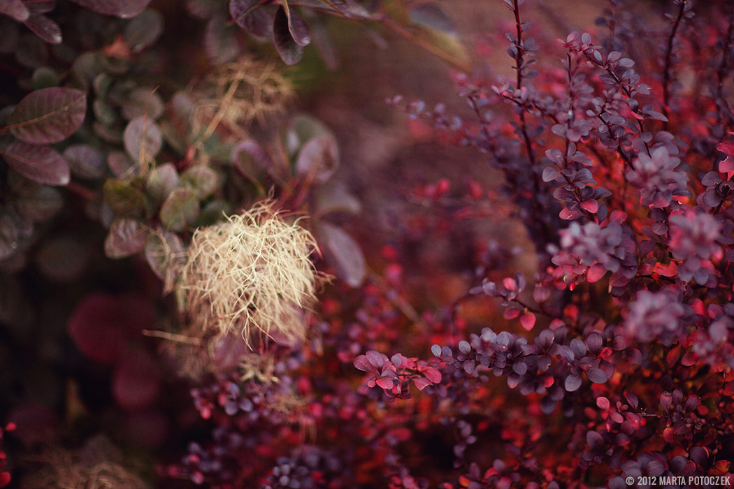 Autumn - garden