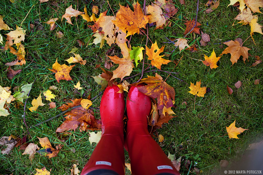 Autumn - grass