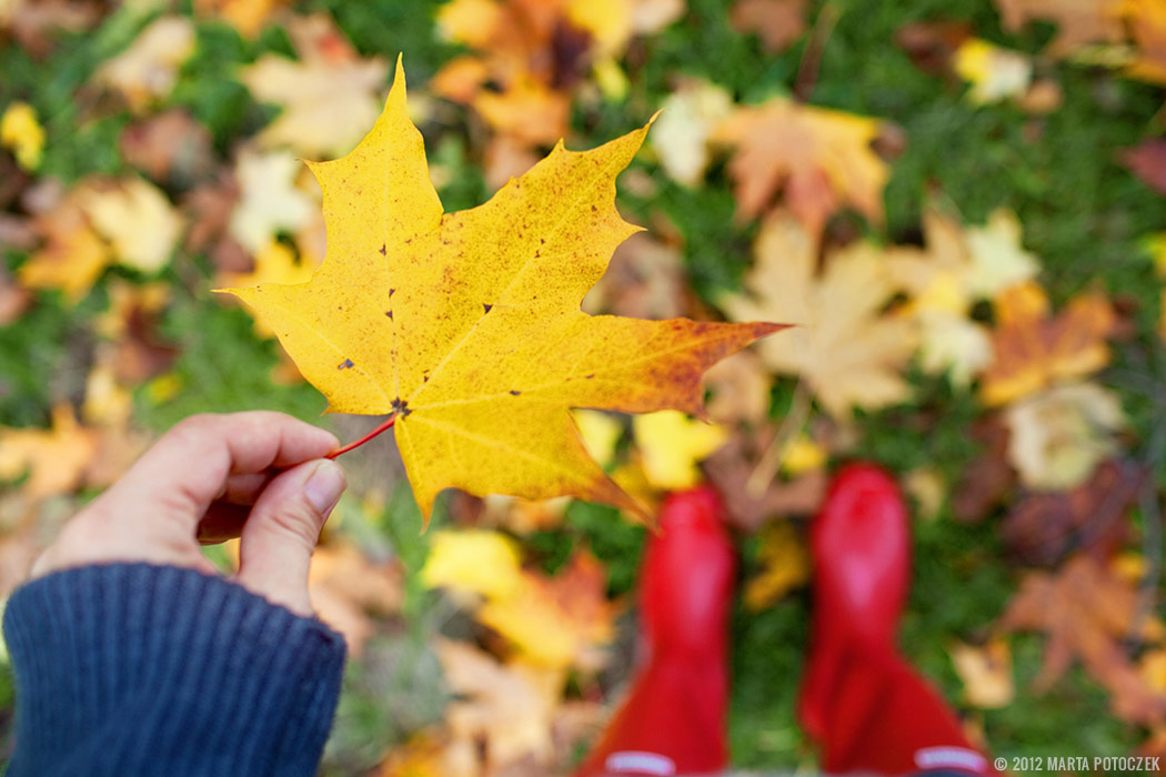 Autumn - leaf