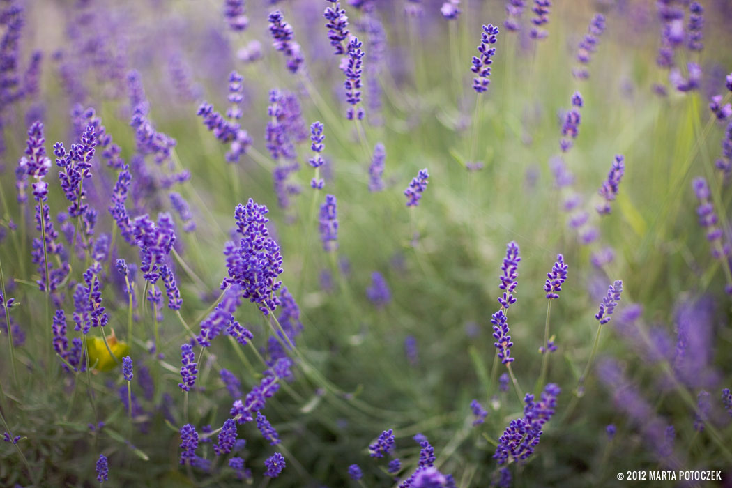 9-lavender_in_garden