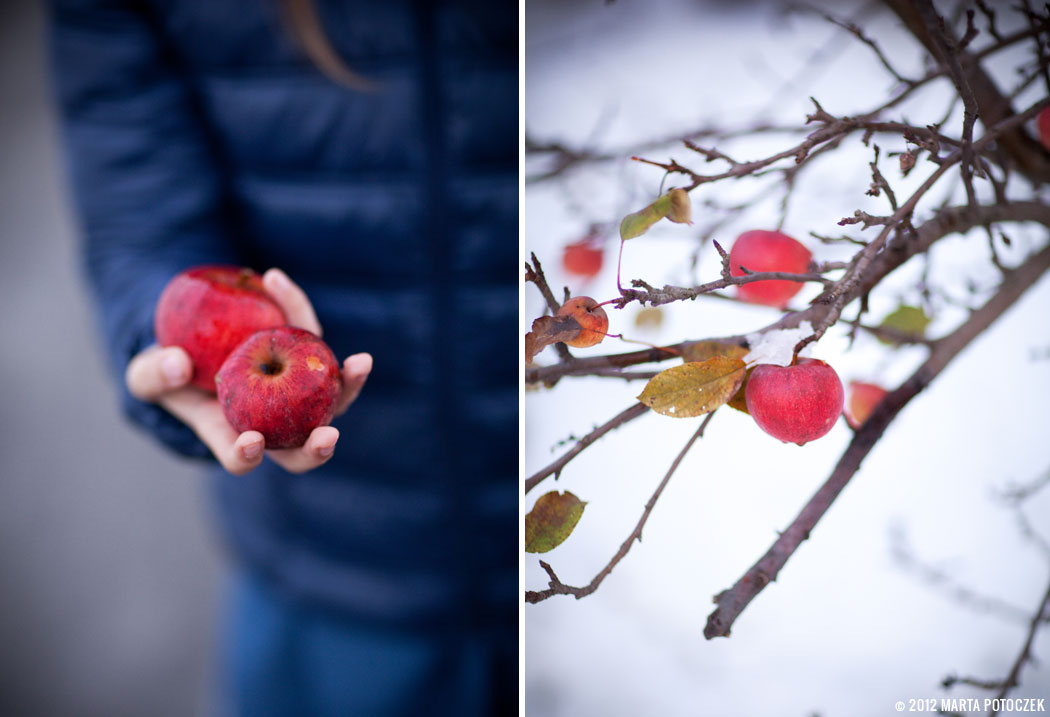 apples