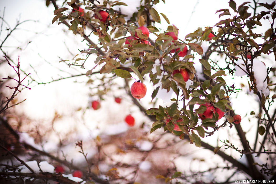 orchard_in_winter