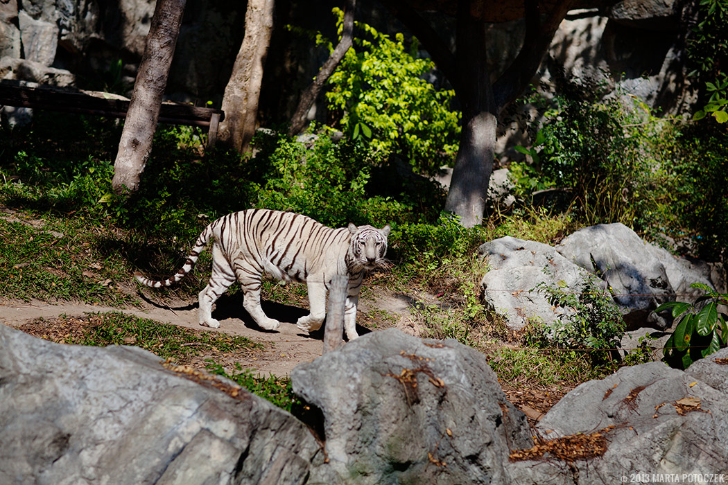 11-chiang_mai_zoo