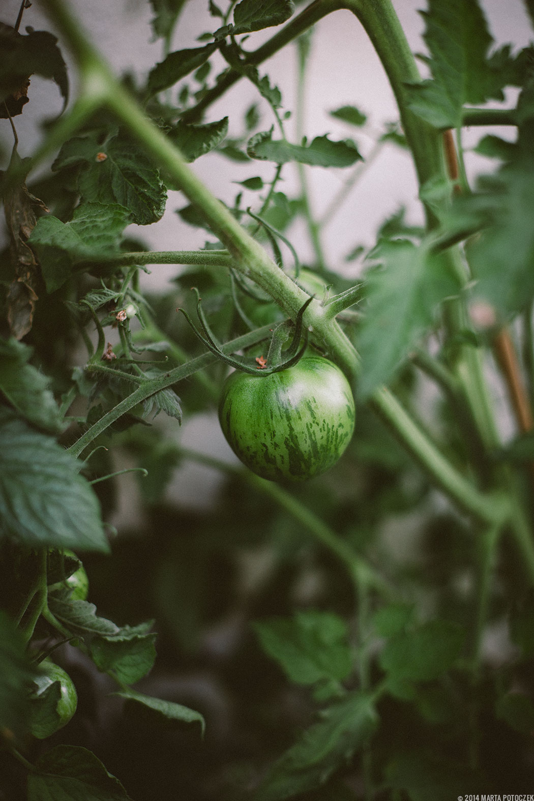 green_zebra_tomato