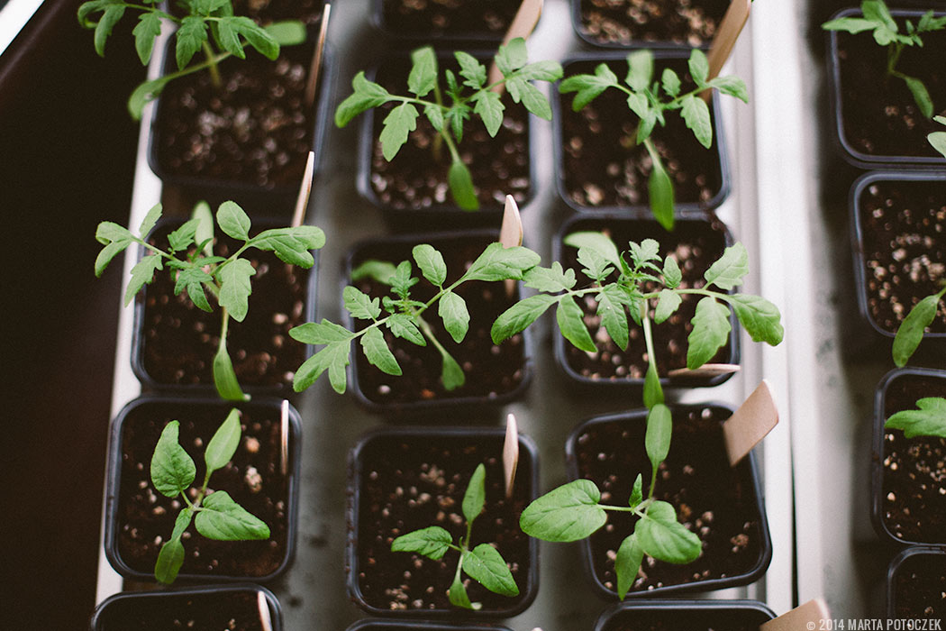 tomato-seedlings