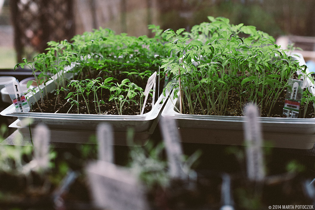 tomato seedlings tomato seedlings