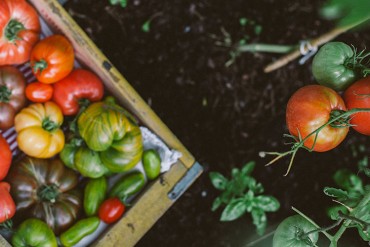 tomatoes-feat