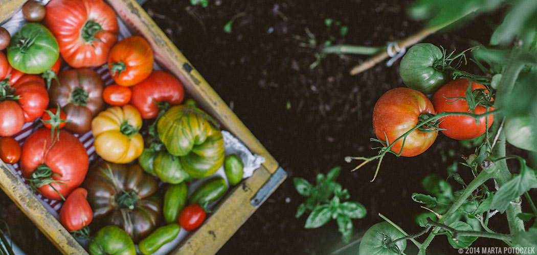 tomatoes-feat