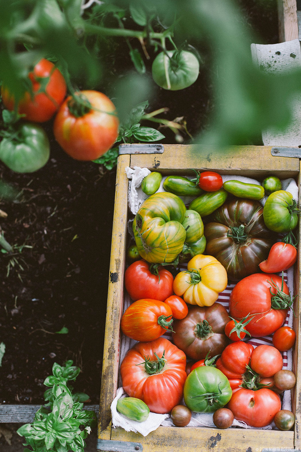 tomatoes_growing_0