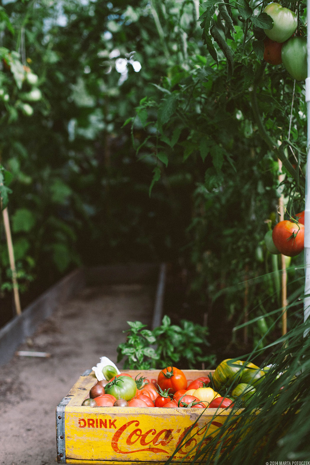 uprawa pomidorów