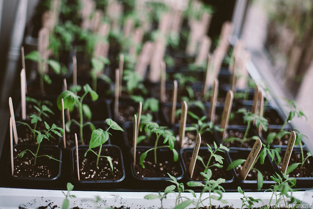 tomatoseedlings2