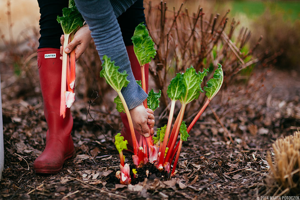 collecting_rhubarb