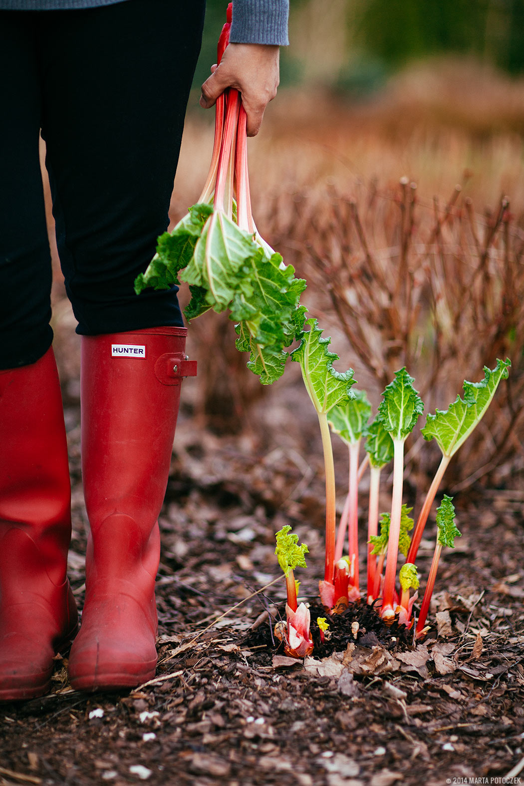 forced_rhubarb1