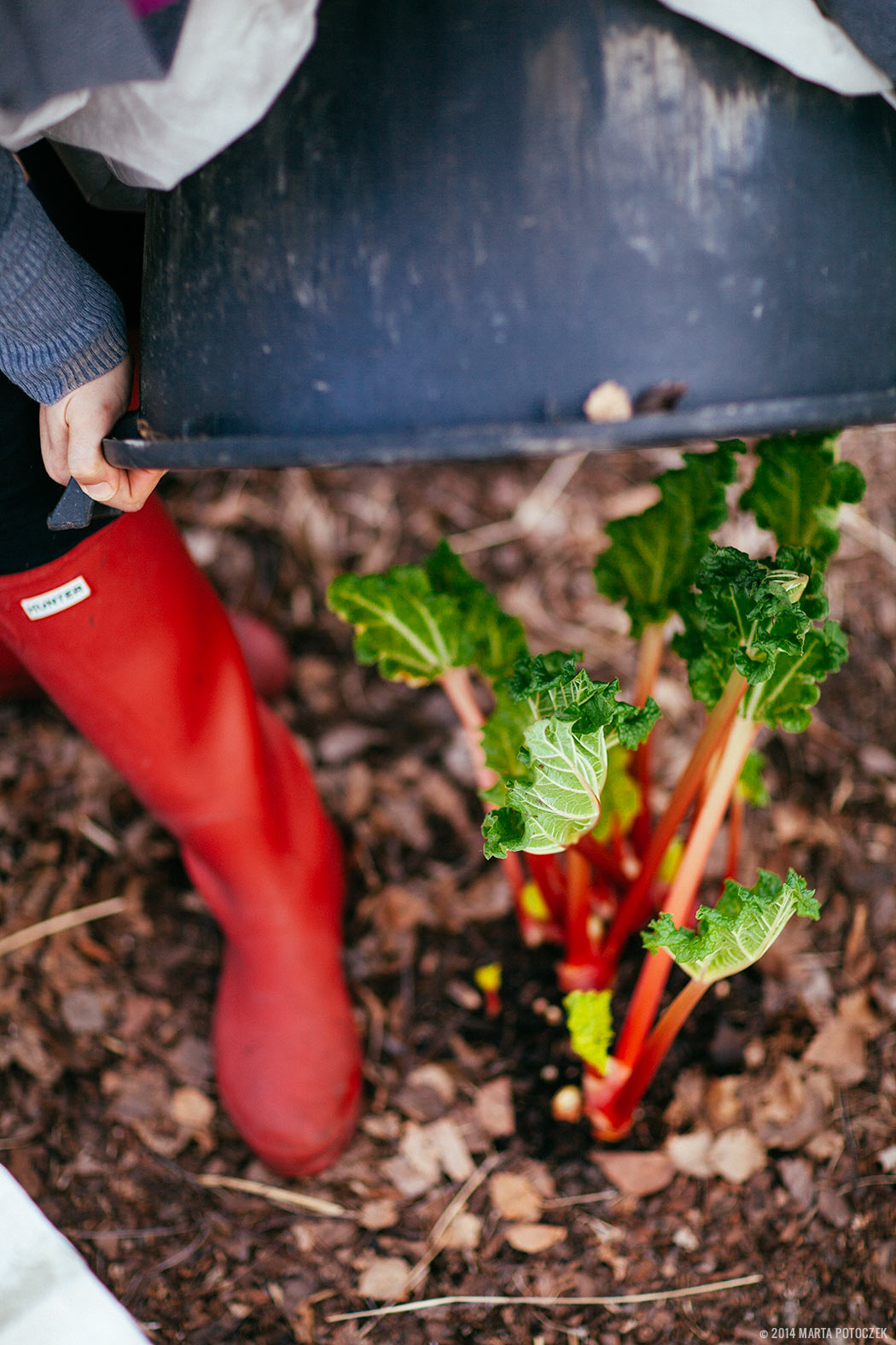 forcing_rhubarb