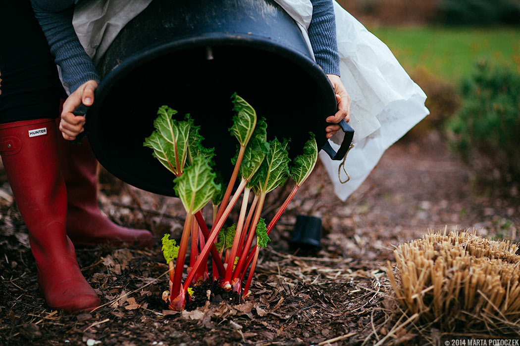 forcing_rhubarb_2