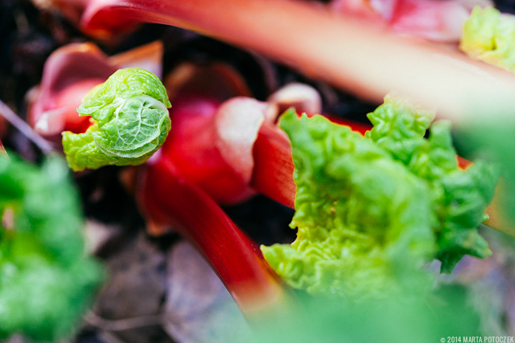 rhubarb_new_growth