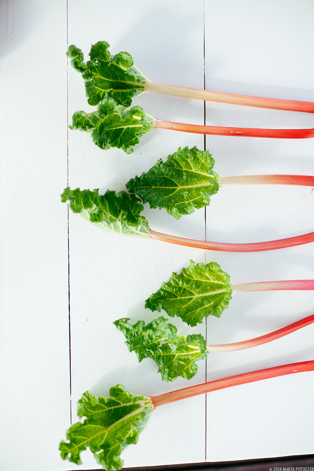 rhubarb_on_the_table