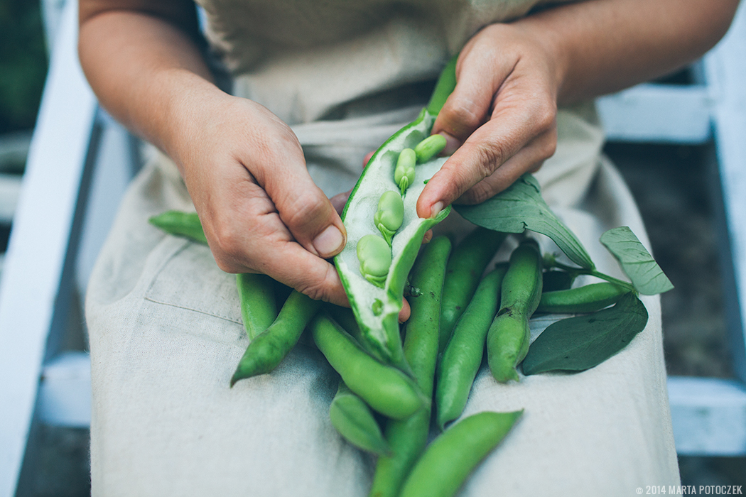 fava beans shelling3