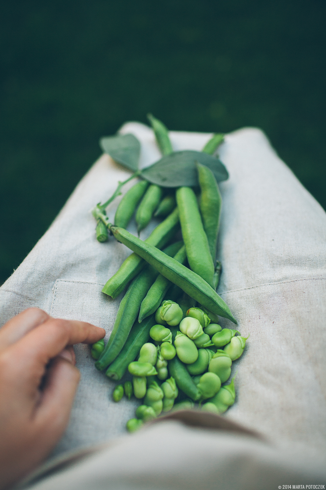 fava beans shelling4