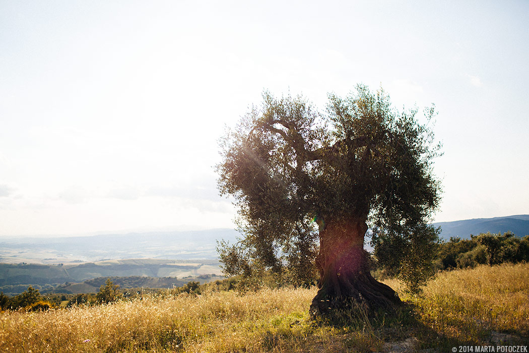 old_olive_tree