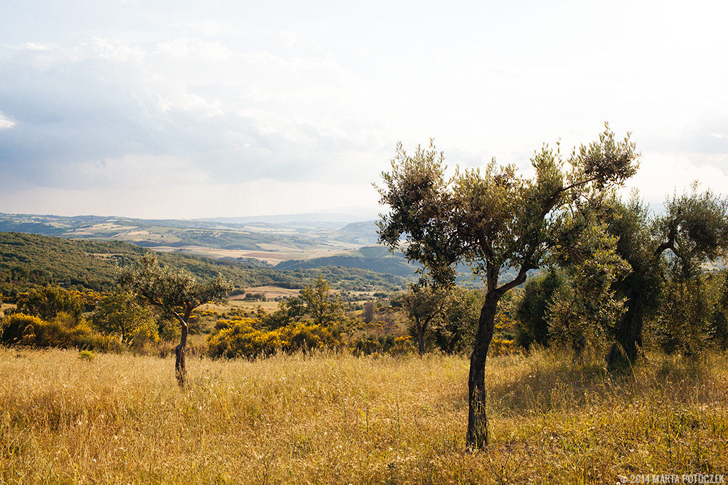 olive_trees_seggiano