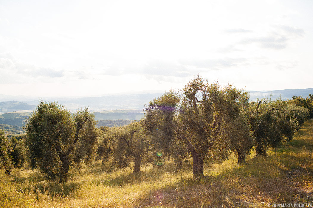 olive_trees_tuscany_seggiano