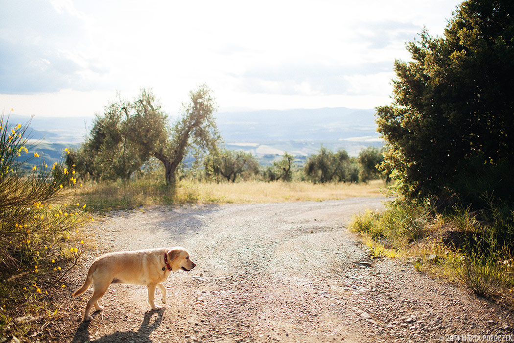 travelling_to_tuscany_with_dog