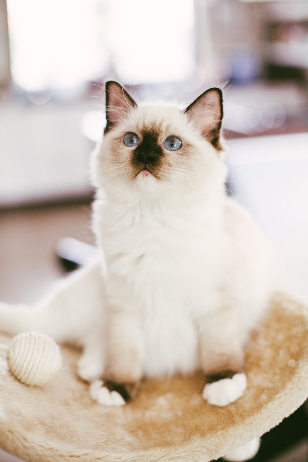 kocięta ragdoll