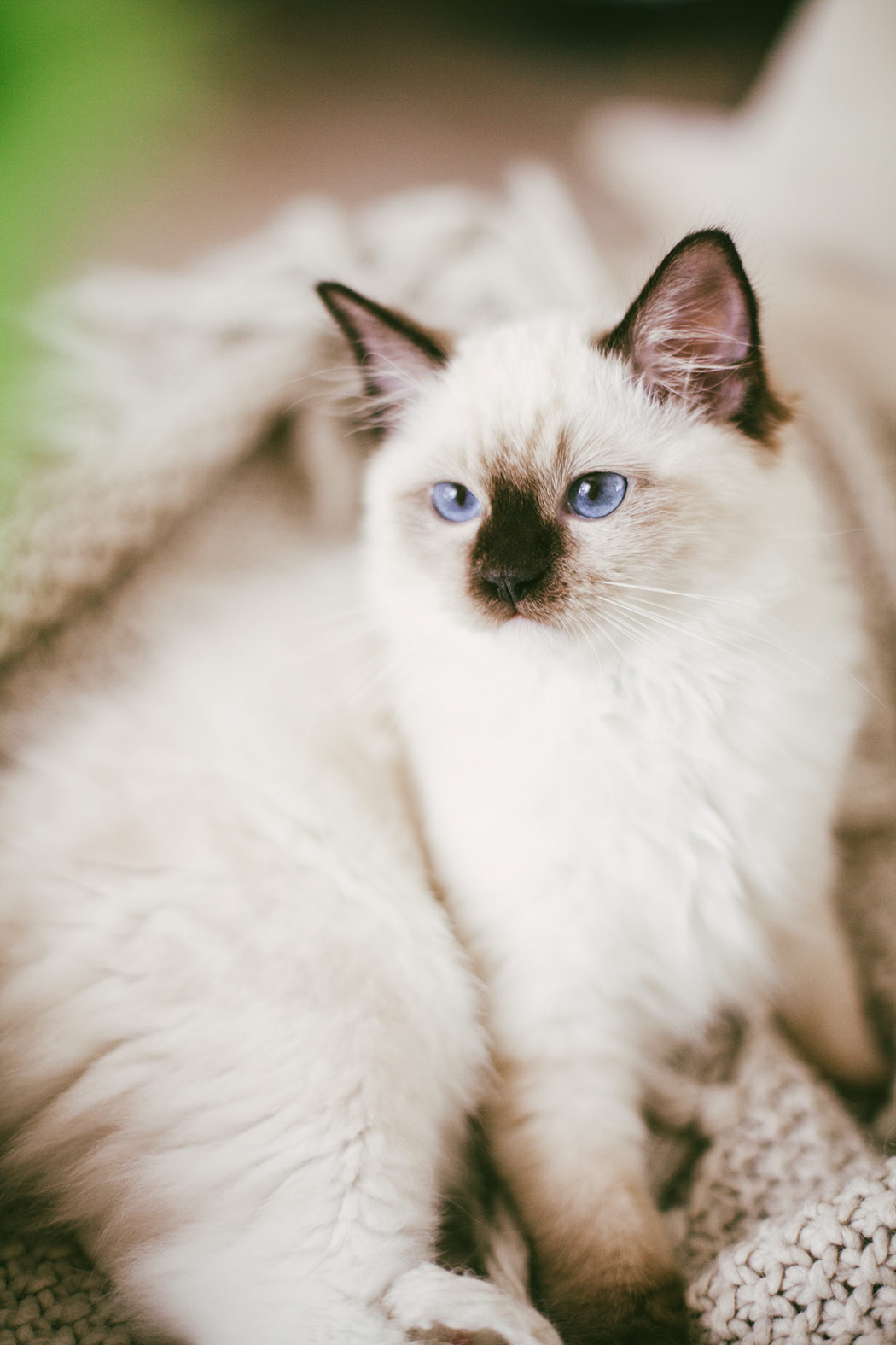 ragdoll-kitten-tyrion1