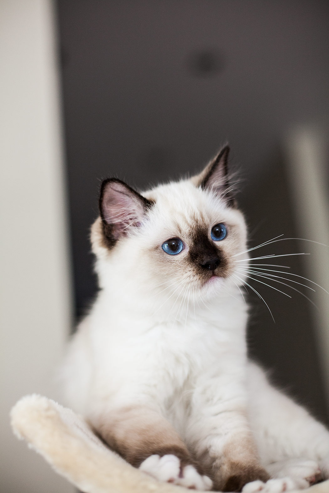 kocięta ragdoll