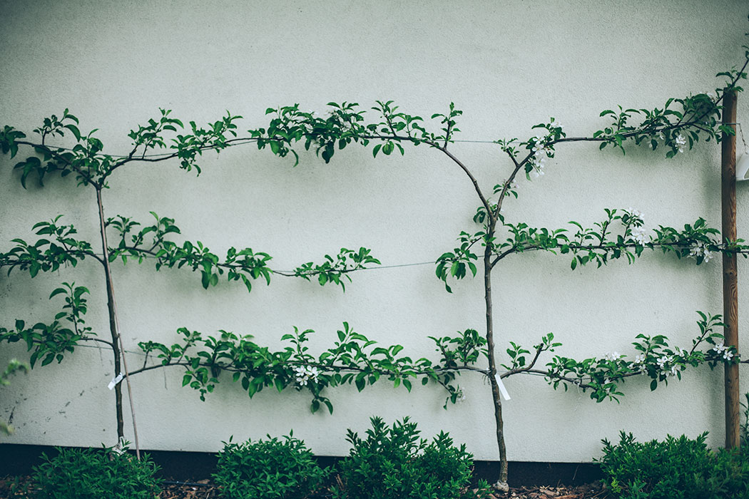 espalier jabłoń