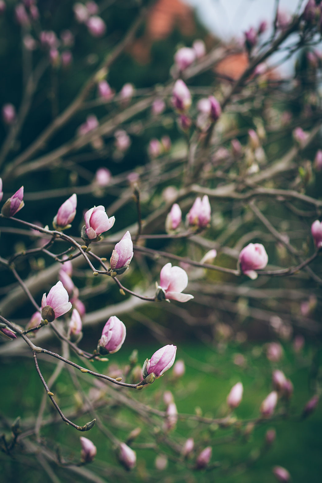 magnolia rustica rubra