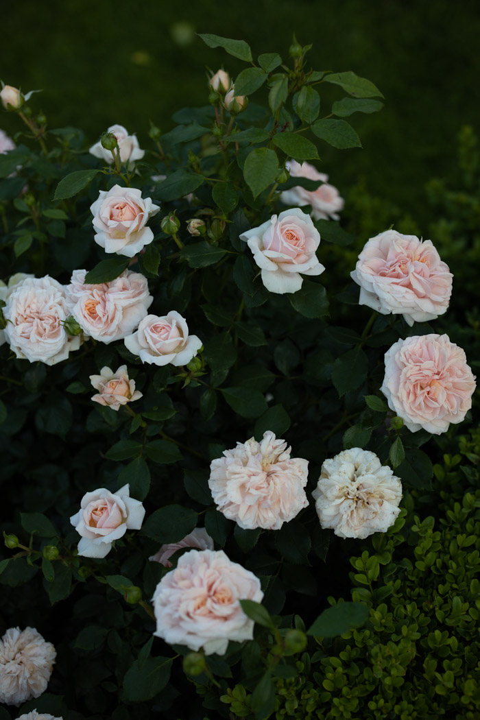 roza garden of roses