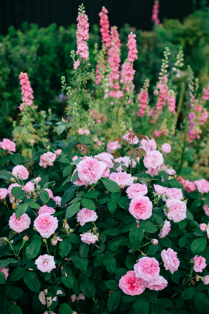 roza gertrude jekyll w ogrodzie