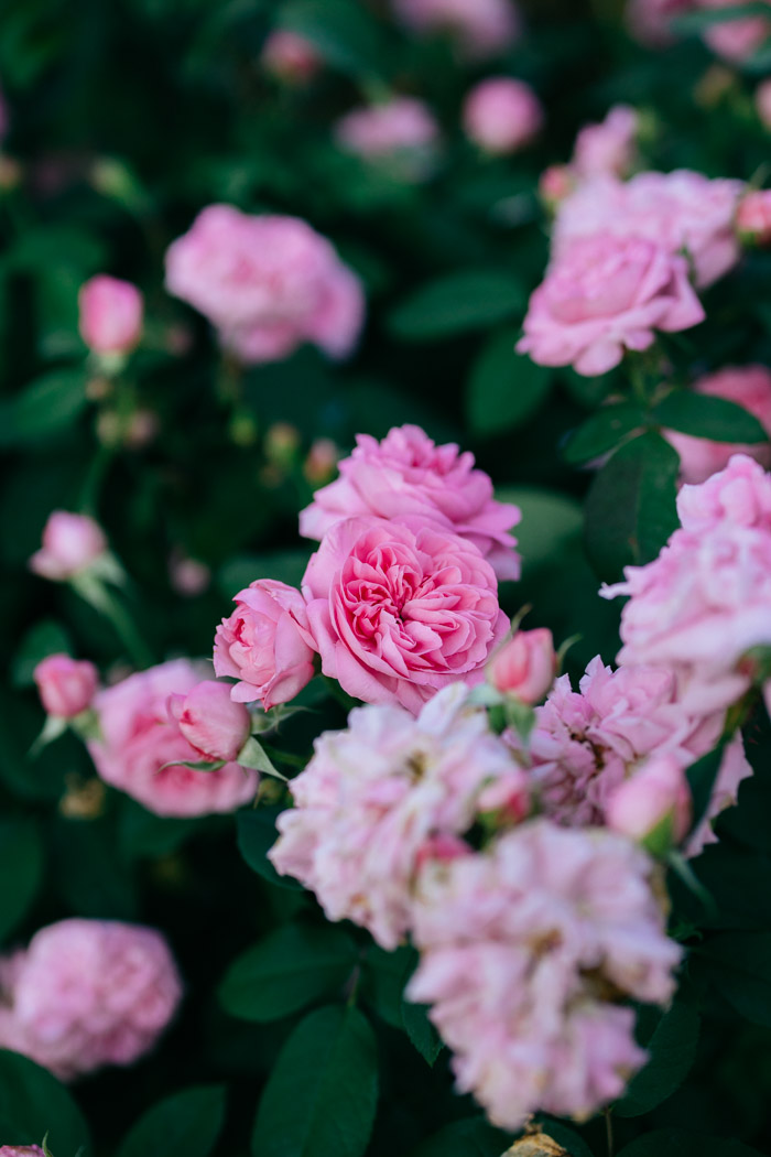 roza gertrude jekyll